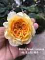Hoa hồng ngoại Beatrice Rose