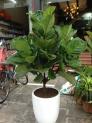 Cây bàng Singapore( Ficus Lyrata)