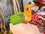 Lovebird. Jenday. Green check.