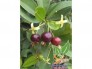 Cherry Brazil đang rộ mùa ra trái thích hợp trồng khí hậu vn trồng chậu ngoài đất đều được