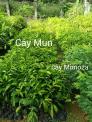 Bán giống cây mun sừng