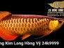 Bán Cá Rồng Kim Long Hồng Vy