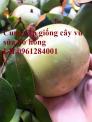 Cung cấp giống cây vú sữa bơ hồng, vú sữa bơ hồng năng suất cao, thị trường tốt