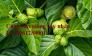 Cung cấp giống cây nhàu, cây nhàu, kỹ thuật trồng cây nhàu - viencaygiongtrunguong