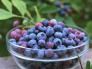 Cây giống việt quất, blueberry, cây việt quất, cây giống uy tín, chất lượng
