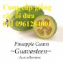 Cung cấp giống cây ổi dứa Australia, cây ổi dứa nhập khẩu uy tín