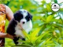 Chó border collie mầu đen trắng