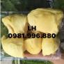 Cung cấp giống sầu riêng Musaking