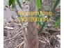 cấy tre mạnh tông .