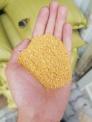 Corn gluten feed - Cám Bắp