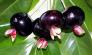 cherry brazil