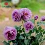 Hoa hồng màu tím đẹp nhất