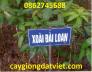 Cung cấp giống cây Xoài Đài Loan miền Nam, cây giống F1. Giao hàng toàn quốc
