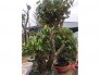 vú sữa bonsai