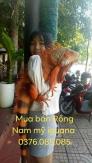 BÁN THÚ CƯNG RỒNG NAM MỸ IGUANA