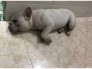 Bull Pháp Đực 4 tháng tuổi