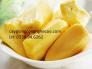 Giống mít không hạt