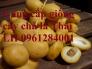 Cung cấp giống cây chà là, chà là thái lan, cây chà là ăn trái - viencaygiongtrunguong