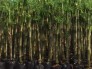 Bán tầm vông dâm ủ