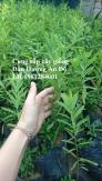 Viện cây giống đàn hương, đàn hương trắng Ấn Độ, cây giống đầu nguồn, chuyển giao kỹ thuật
