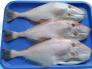 Cá bò da làm sạch 700g up
