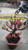Sỉ - lẻ Đào Thất Thốn dáng bonsai cực chất - Liên hệ: 0968067905