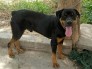 Chó Rottweiler Dòng Đại 70ky