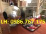 Máy làm trân châu, bánh nhãn giá siêu rẻ