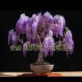 Hạt giống hoa tử đằng – Bịch 10 hạt
