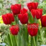 Hạt giống hoa tulip – Bịch 10 hạt