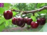 Cherry mỹ  cây chiết cao 1m
