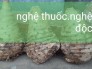 Bán củ nghệ thuốc