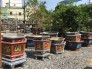 Chậu cao cấp, chậu kiểng