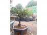 Mít bonsai hàng độc lạ chỉ có tại shop