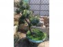 tùng la hán dáng bonsai giá rẻ sale nhanh