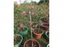 Hồng tree sapa hồng thơm hoa quanh năm