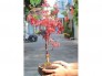 Phong lá đỏ  bonsai cao 80cm