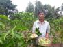 Quả này trước mọc hoang, cho không ai lấy, nay thế giới lùng mua có tại Việt