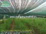 Lưới che lan, lưới che nắng vườn lan hà nội, lưới che giảm nắng, lưới cắt nắn
