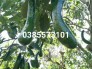 Bơ 034