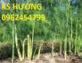 Chuyên cung cấp giống cây măng tây xanh và hạt măng tây xanh ,tím chất lượng