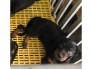 Bán chó Rottweiler con, dòng đại 70ky