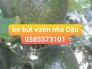 Bán bơ bút vườn nhà Dậu