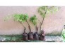 Cây đinh lăng nếp ( lá nhỏ) đã ươm bầu