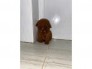 Chó poodle teacup cái nâu đỏ 3 tháng tuổi tiêm phòng và tẩy giun định kì