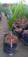 Cây giống đất viêt, cung cấp giống dừa sáp, cây giống F1, giao hàng toàn quốc
