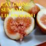 Địa chỉ cung cấp cây giống sung Mỹ, giống sung Mỹ Camy chiết cành chuẩn, số l