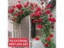 Hoa hồng cổ leo Hải Phòng