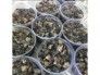 THỊT ĐẦU TÔM SÚ GẠCH XUẤT KHẨU hộp 500gr