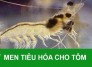Men tiêu hóa thủy sản